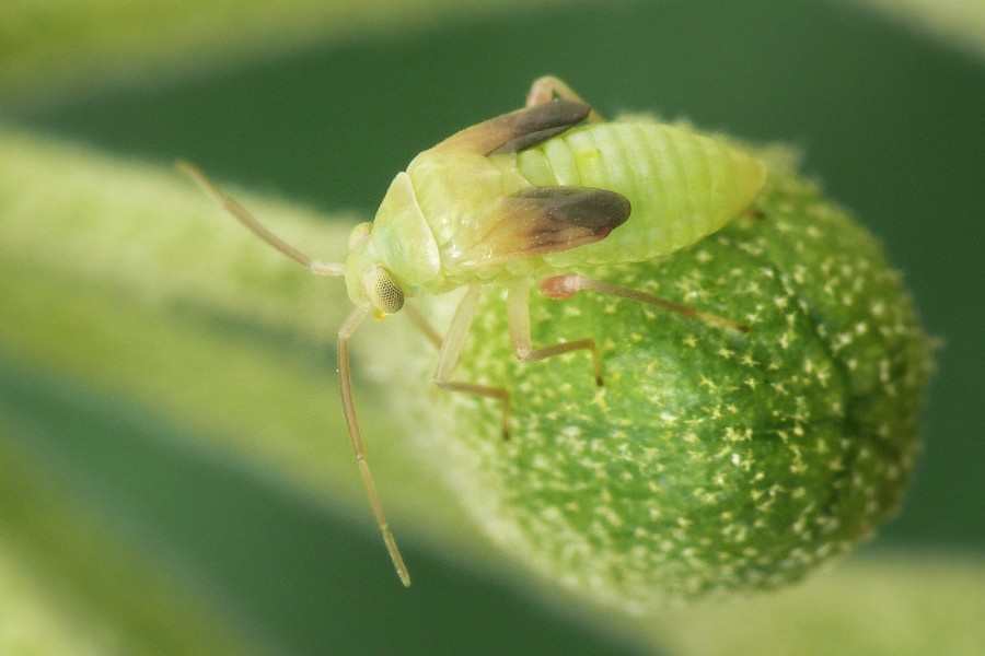 Ninfa di Pinalitus cervinus (Miridae)